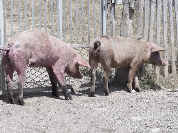 Porcos na aldeia — Fotografia de Stock