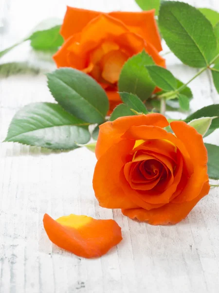 Beautiful rose — Stock Photo, Image