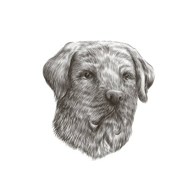 Labrador Retriever siyah-beyaz köpek portresi. Evcil hayvan yüzünün vektör illüstrasyonu