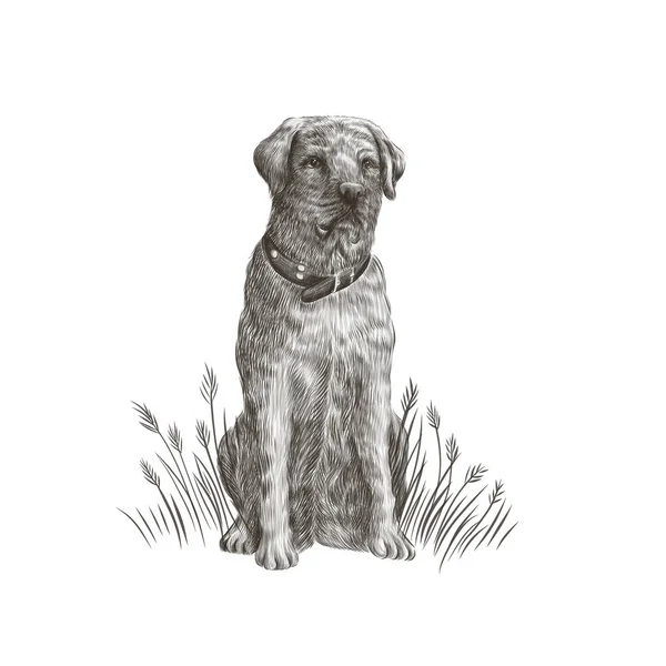 Labrador retriever gros plan noir et blanc portrait de chien. Illustration vectorielle du visage animal — Image vectorielle