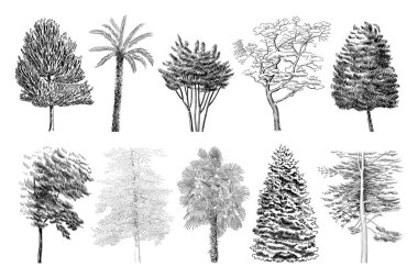 Farklı ağaç çizimlerinin vektör kümesi. Çizim sanatı,