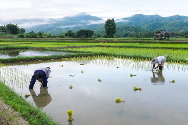 Boer in veld rijst landbouw — Stockfoto