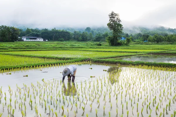 Farmer in field rice farming — Stock Photo, Image