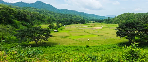Panorama landscape of green rice farm field with mountain in tha — Stock Photo, Image