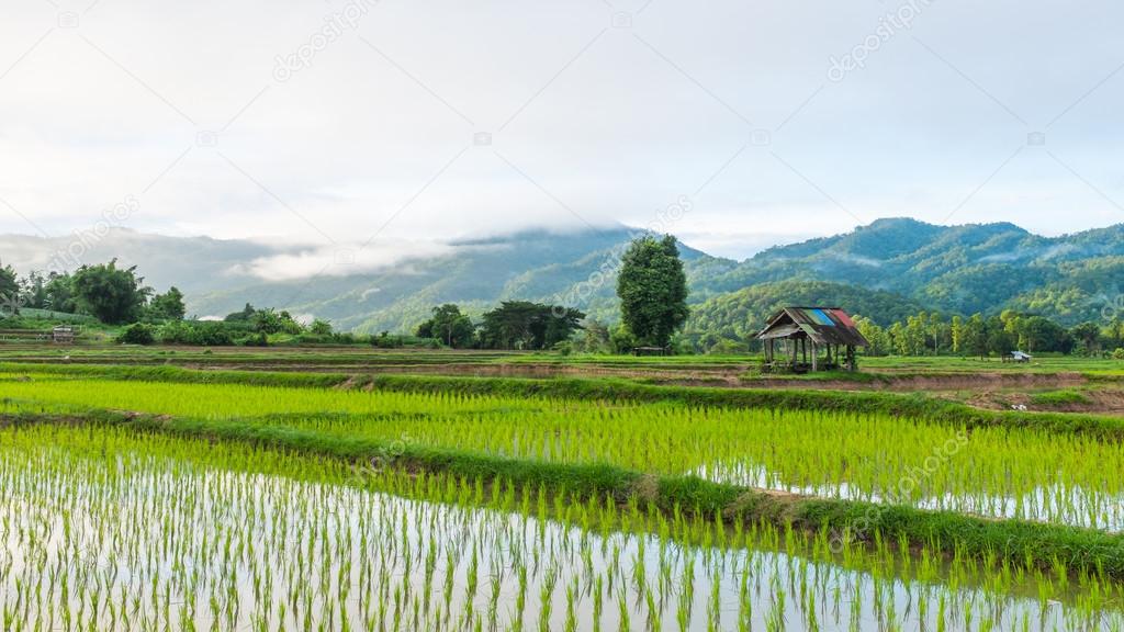 Hut in rice farm field