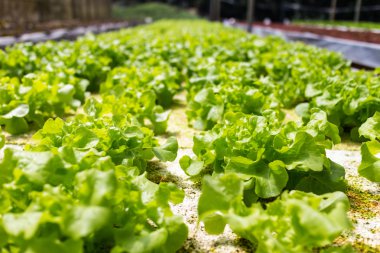 bahçede yeşil salata