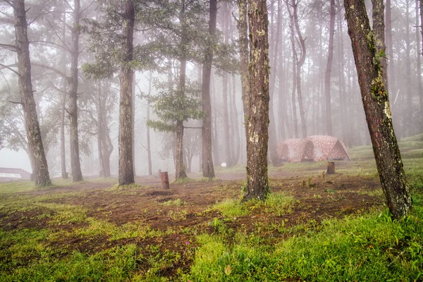 Barraca na floresta de acampamento com nevoeiro enevoado — Fotografia de Stock