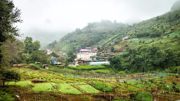 Countryside in thailand with misty fog — Stock Photo, Image