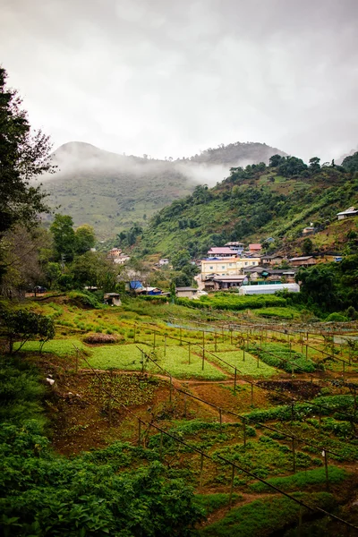 Campo en Tailandia con niebla temprana brumosa —  Fotos de Stock