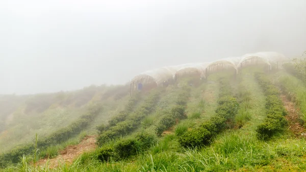 Fazenda de chá com nevoeiro enevoado na Tailândia — Fotografia de Stock