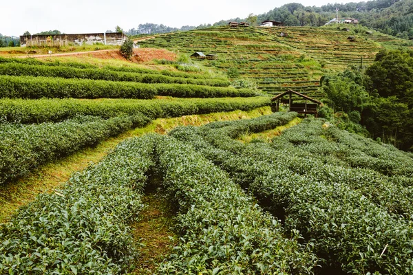 Fattoria di tè verde in Thailandia — Foto Stock