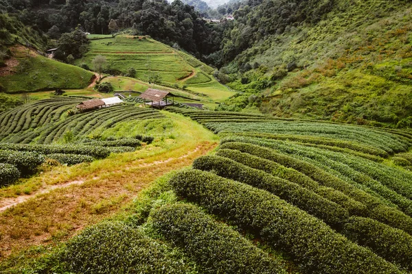 Fattoria di tè verde in Thailandia — Foto Stock