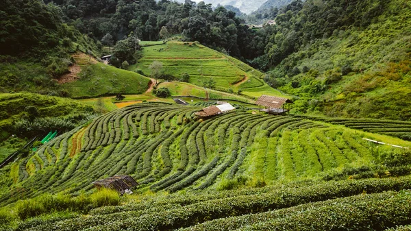 Fattoria di tè verde in Thailandia — Foto Stock