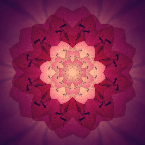 핑크 꽃 만다라 보라색 배경입니다. 꽃 패턴 라운드 장식. — 스톡 사진