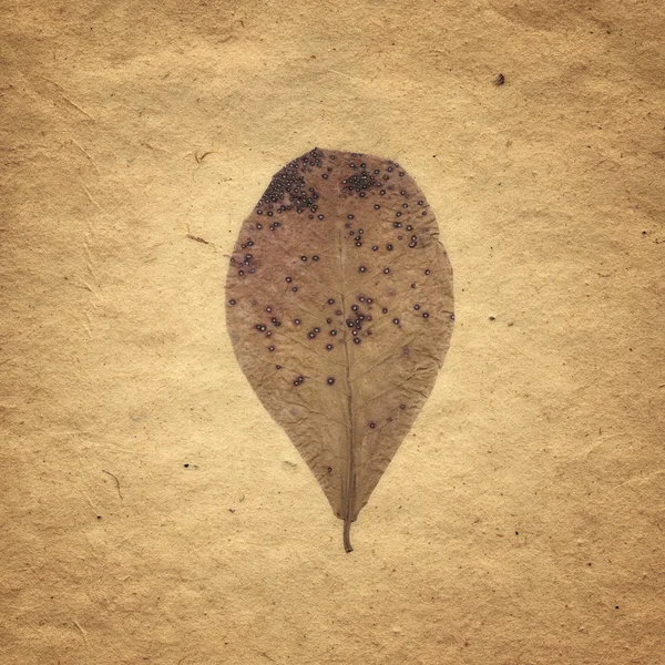 Carte Sepia Vintage avec feuille et texture de vieux papier . — Photo