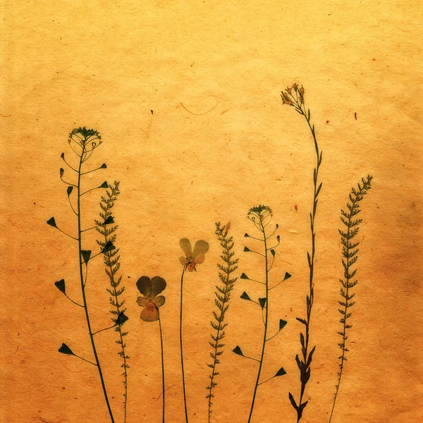 Carte Sepia Vintage avec Feuille, fleurs et Texture Vieux Papier . — Photo