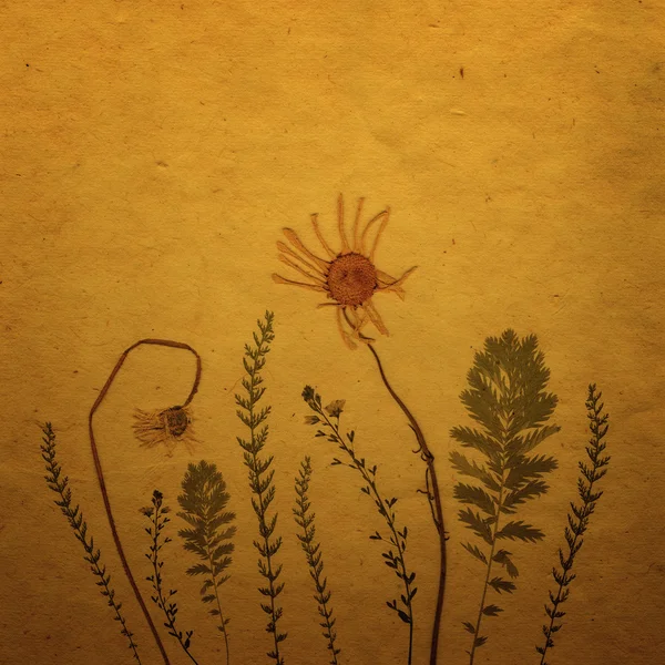 Carte Sepia Vintage avec herbe, fleurs de camomille et texture vieux papier . — Photo