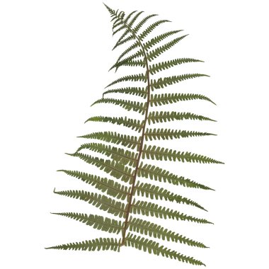 beyaz arkaplanda eğreltiotu yaprağı.