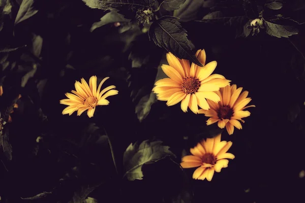 Beautiful yellow flowers with dark background. — Stock fotografie