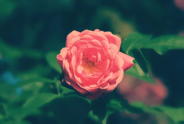 Beautiful roses in garden. — Stock Photo, Image