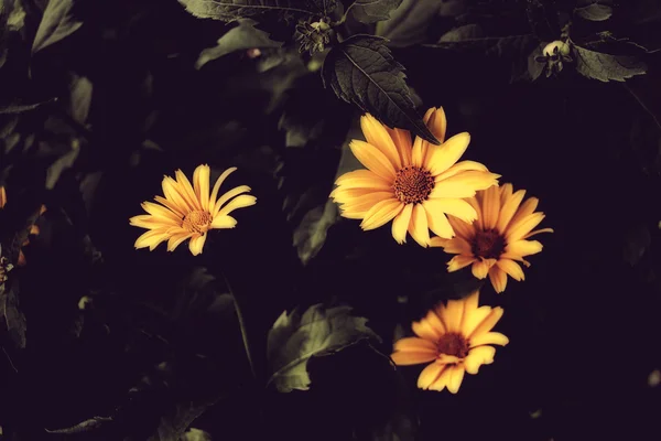 Hermosas flores amarillas con fondo oscuro . — Foto de Stock