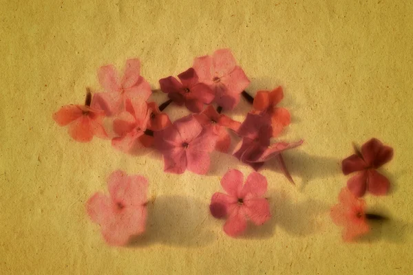 Beautiful picture of Pink flowers with old paper texture. — Stock Photo, Image
