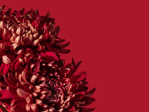 Kırmızı üzerine güzel kırmızı bir çiçek yakın. Parlak gün ışığında sofistike kırmızı kasımpatı buketi. Kopya alanı olan minimalist çiçek arkaplanı. Renk konsepti.