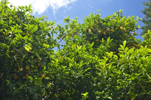 Acı limon ağacı.