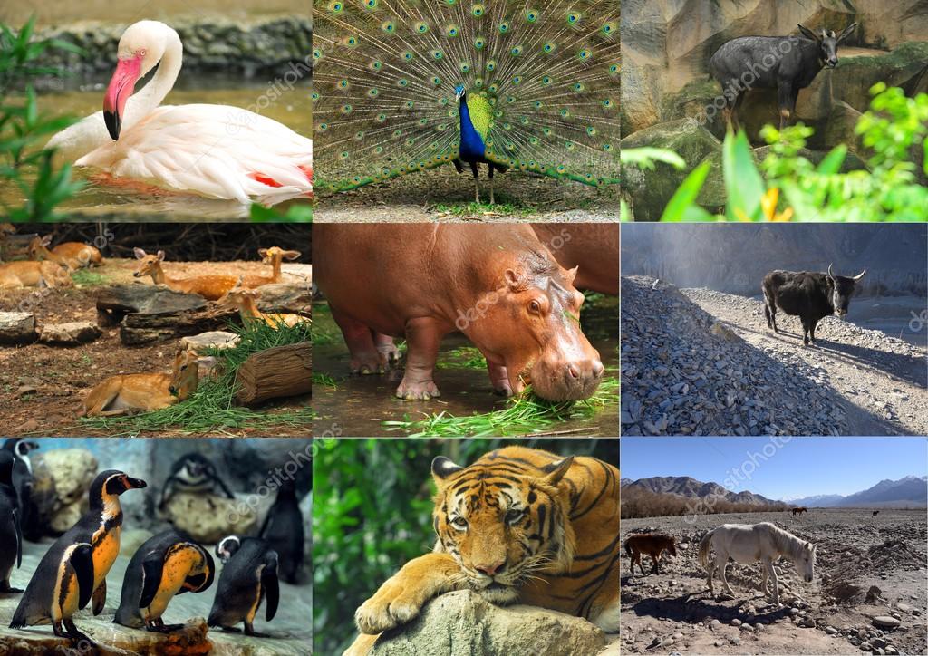 De collage dieren foto 's — Stockfoto © kampee_p 85287312