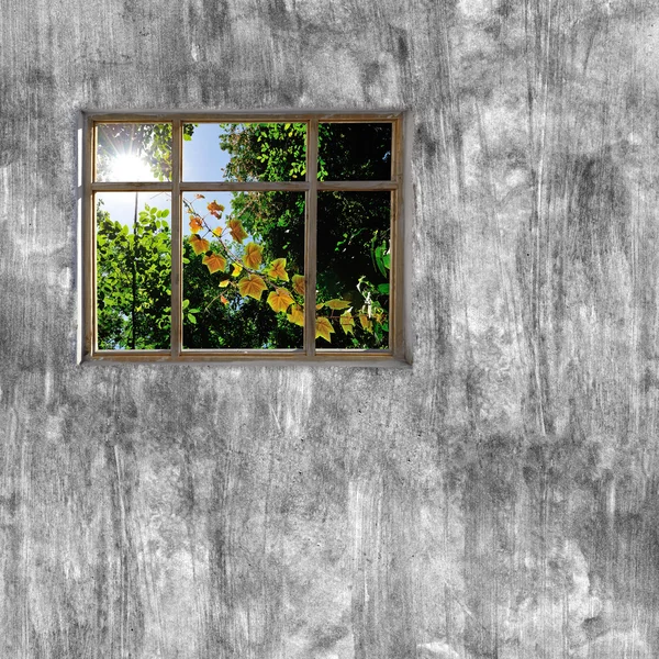 windows frame on cement wall and view of nature