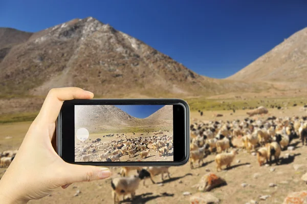 Leh ladakh, India. Taking photo on smart phone concept.