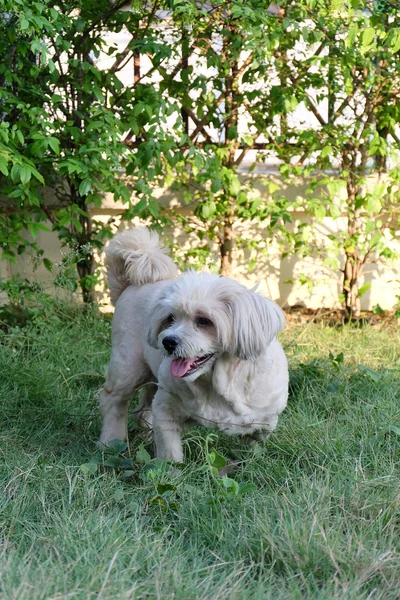 cross breed thai dog in garden