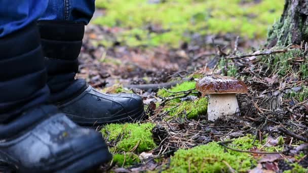 Mannen i stövlar skär av stor vit svamp i skogen — Stockvideo