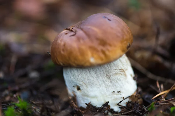 Steinpilz Nahaufnahme — Stockfoto