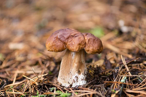 Witte paddenstoel in het bos — Stockfoto