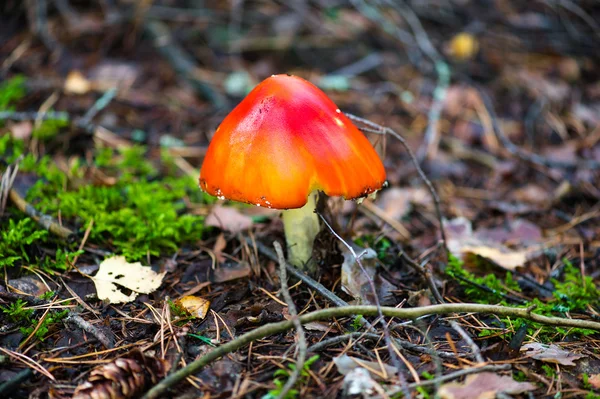 Red amanita mushroom closeup — Stock Photo, Image