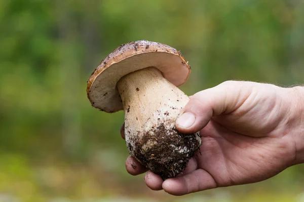 Large white mushroom in hand — Stock Photo, Image