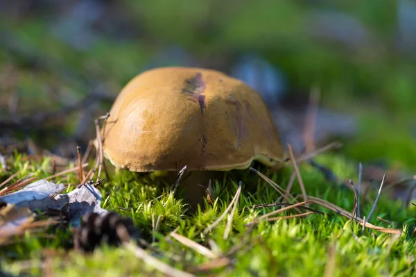 Houba Lese Detailní Záběr — Stock fotografie