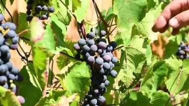 adam bahçede üzümleri dokunur