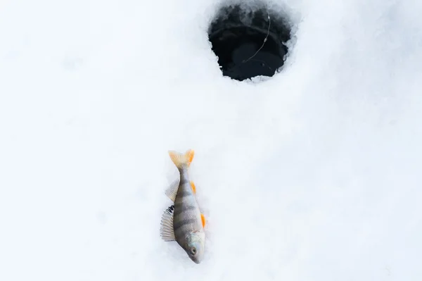 Winterfischen und Fische — Stockfoto