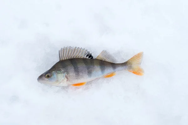 Fischbarsch in Großaufnahme auf Schnee liegend — Stockfoto