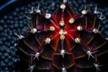 Kaktüs gymnocalycium mihano yakut
