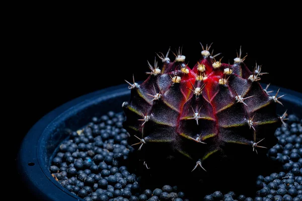 Cactus Gymnocalycium Mihano Rubis — Photo