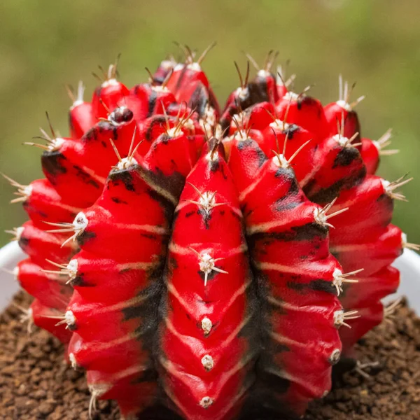 Kaktus Gymnocalycium Mihano Ruby Stok Foto