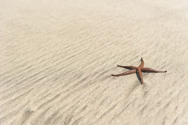 Estrellas de mar en la arena —  Fotos de Stock