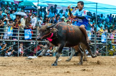 143th Buffalo yarış Chonburi 2014 yılında katılımcılar buffalo Festivali yarış çalıştırmak.