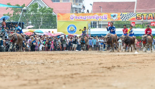 Participantes festival de carreras de búfalos se ejecutan en 143 Buffalo Racing Chonburi 2014 . — Foto de Stock