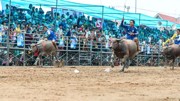 Participants buffalo racing festival run in 143th Buffalo Racing Chonburi 2014. — Stock Photo, Image