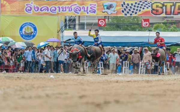 Teilnehmer Büffelrennen Festival Lauf in 143. Büffelrennen Chonburi 2014. — Stockfoto