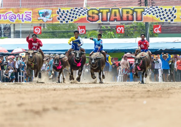 Účastníci buffalo závodní festival spustit v 143th Buffalo Racing Chonburi 2014. — Stock fotografie